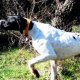 <h1 style="font-size: 12px">Cani da Caccia: Il Pointer "Esta" e il Setter "Nina" a lavoro e in ferma su beccaccia.</h1>